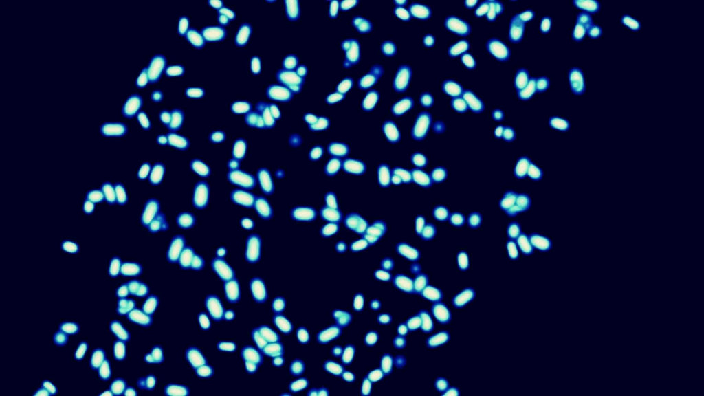 7 Major Skin Benefits of Lactococcus