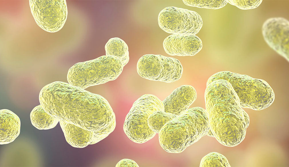 microbiome and live probiotics