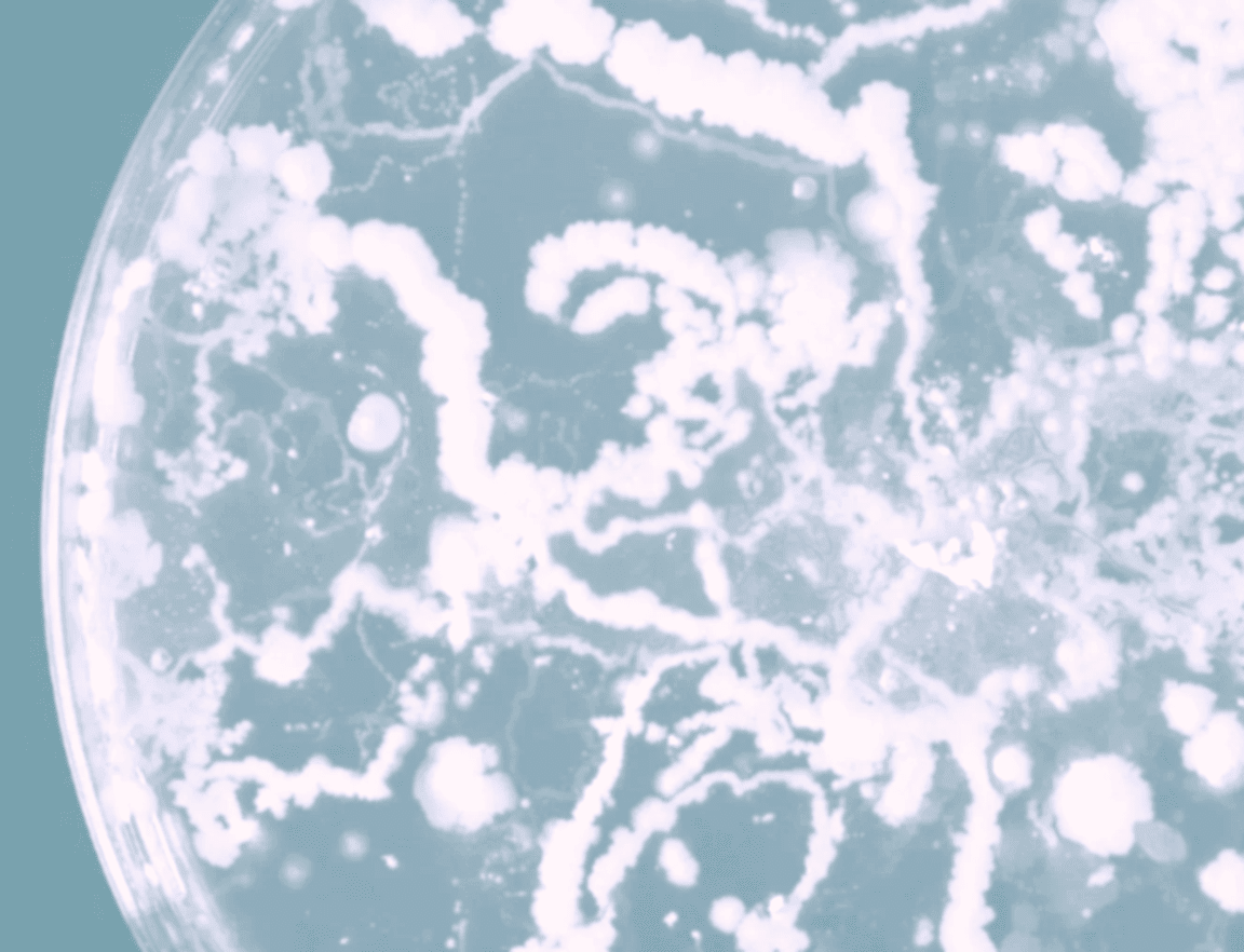 The Skin Microbiome Explained: Why It Matters, How It Works, and How Probiotics Can Support It - LaFlore