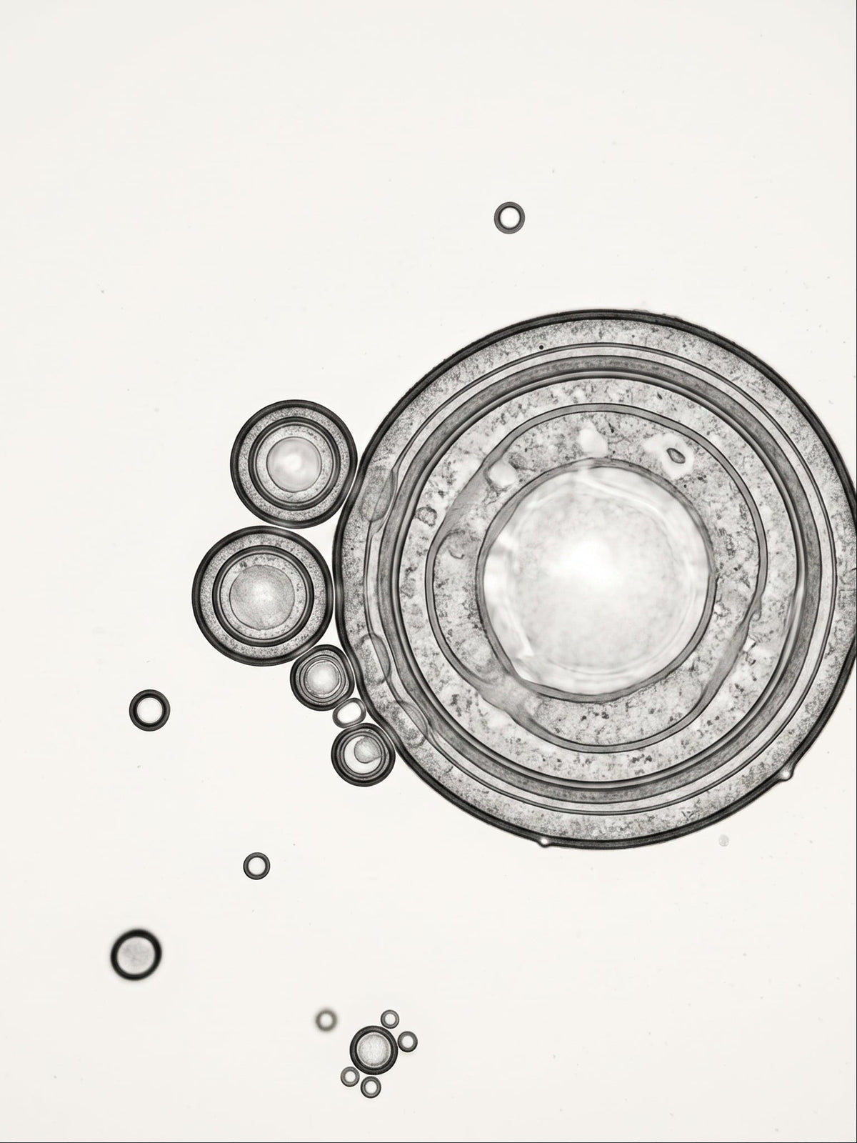 Abstract black and white macro photograph of circular glass bubbles and rings on a plain white background.
